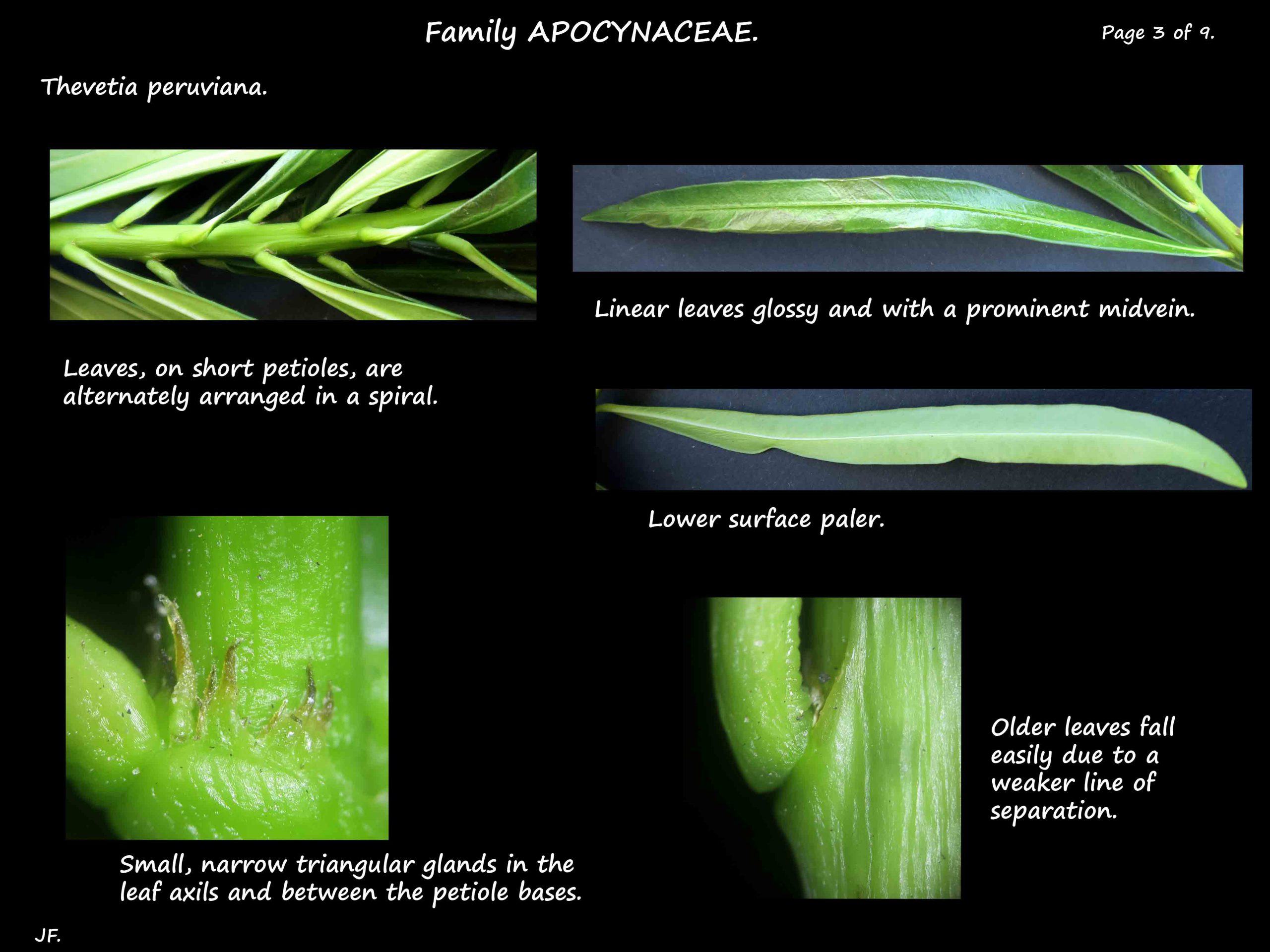 3 Thevetia leaves & axillary glands